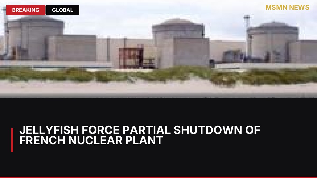 Jellyfish force partial shutdown of French nuclear plant: MSMN News — image from BBC Europe