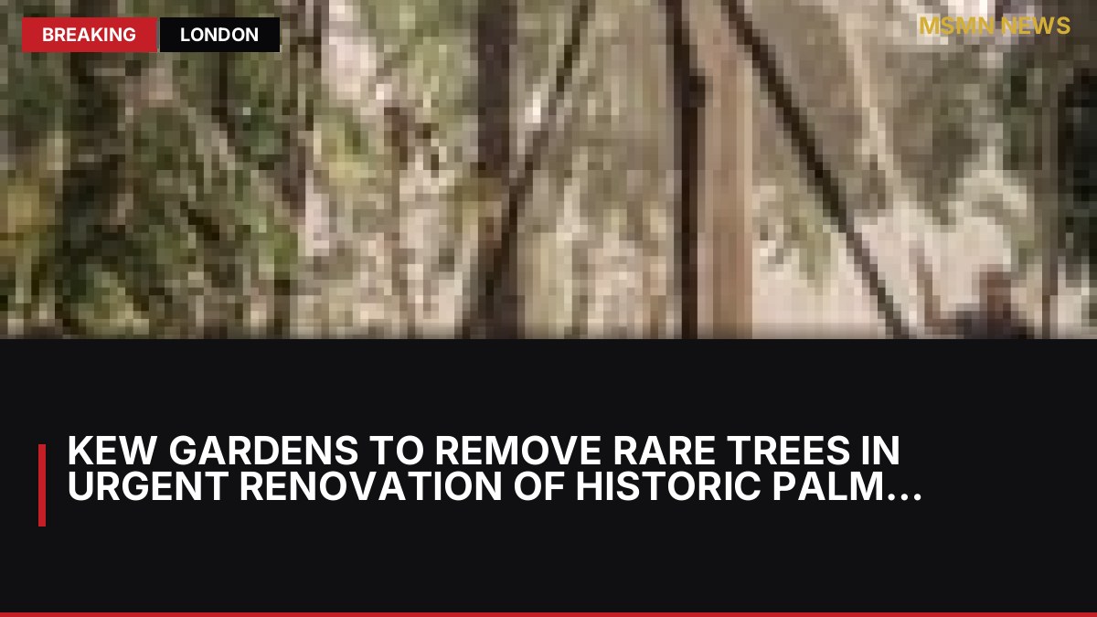 Kew Gardens to Remove Rare Trees in Urgent Renovation of Historic Palm House: MSMN News — image from Guardian UK