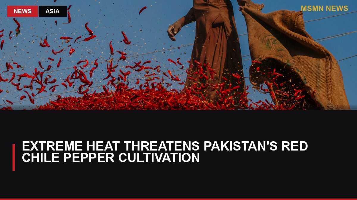 Extreme Heat Threatens Pakistan's Red Chile Pepper Cultivation: MSMN News — image from NYT World