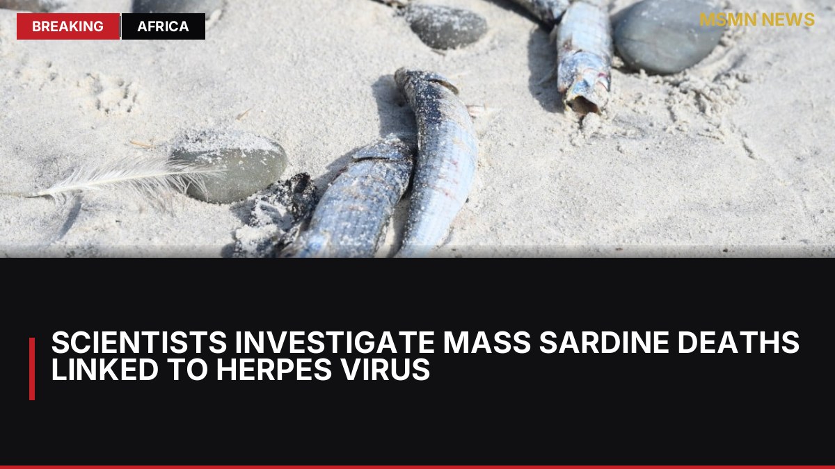 Scientists Investigate Mass Sardine Deaths Linked to Herpes Virus: MSMN News — image from SCMP China