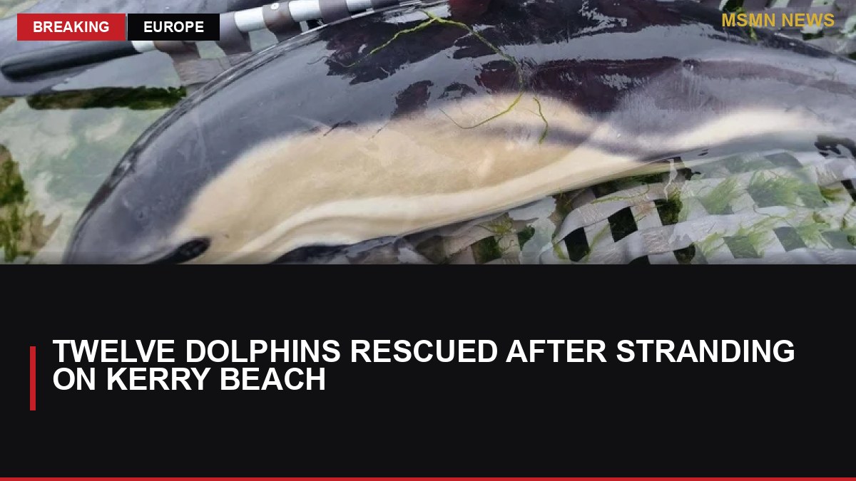 Twelve Dolphins Rescued After Stranding on Kerry Beach: MSMN News — image from RTE News