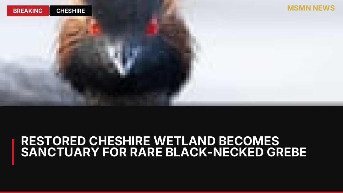 Restored Cheshire Wetland Becomes Sanctuary for Rare Black-Necked Grebe: MSMN News — image from Guardian UK