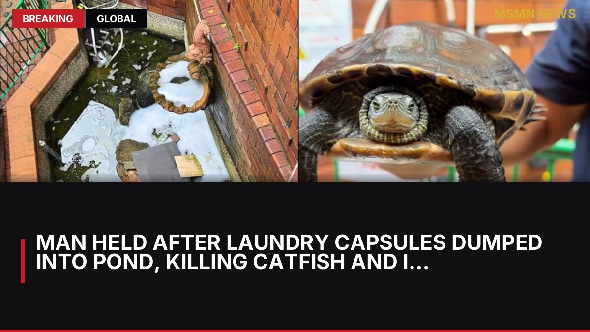 Man held after laundry capsules dumped into pond, killing catfish and injuring turtles: MSMN News — image from SCMP China