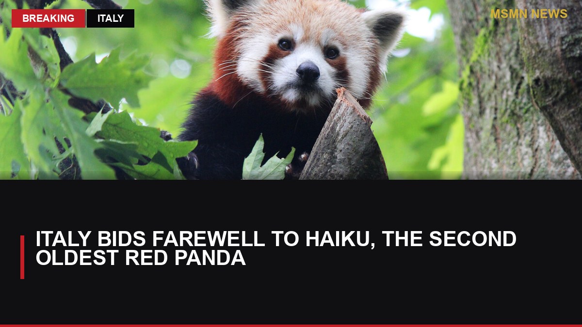 Italy Bids Farewell to Haiku, the Second Oldest Red Panda: MSMN News — image from ANSA Italy