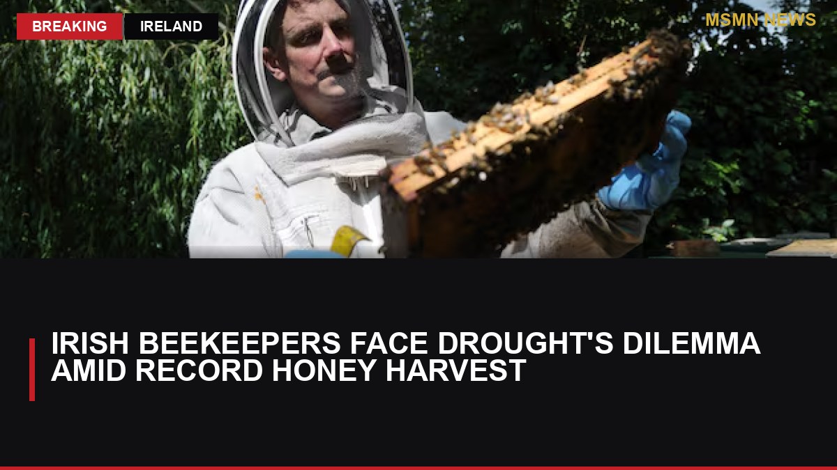 Irish Beekeepers Face Drought's Dilemma Amid Record Honey Harvest: MSMN News — image from Irish Times