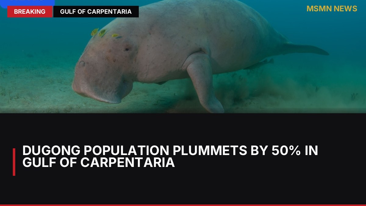 Dugong Population Plummets by 50% in Gulf of Carpentaria: MSMN News — image from ABC Australia